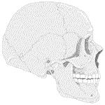skull.gif (3692 bytes)